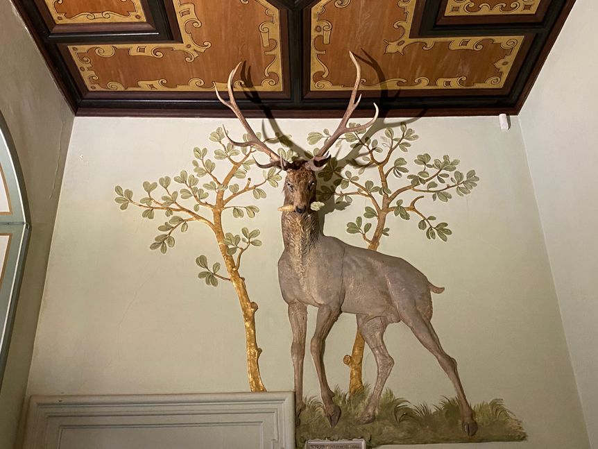 Schloss Heidelberg, Detail, Friedrichsbau, Rothirsch